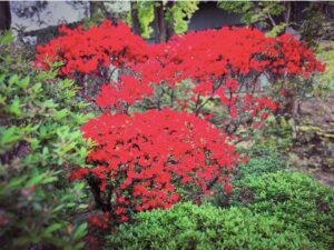 金蛇水神社